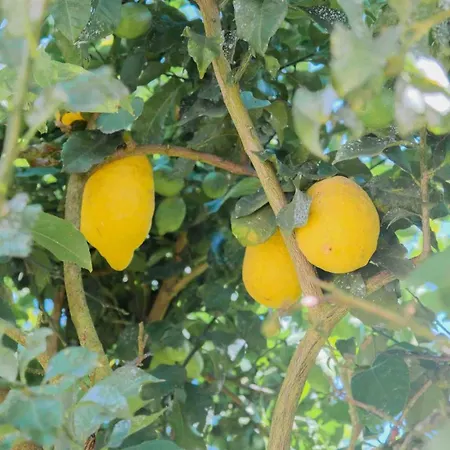 Da Costa - Sunset Poolhouse * Alvaraes