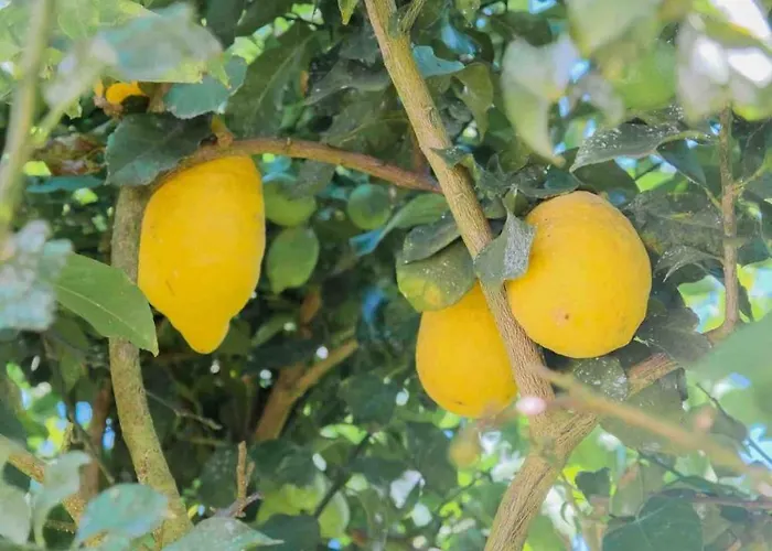 Da Costa - Sunset Poolhouse * Alvarães